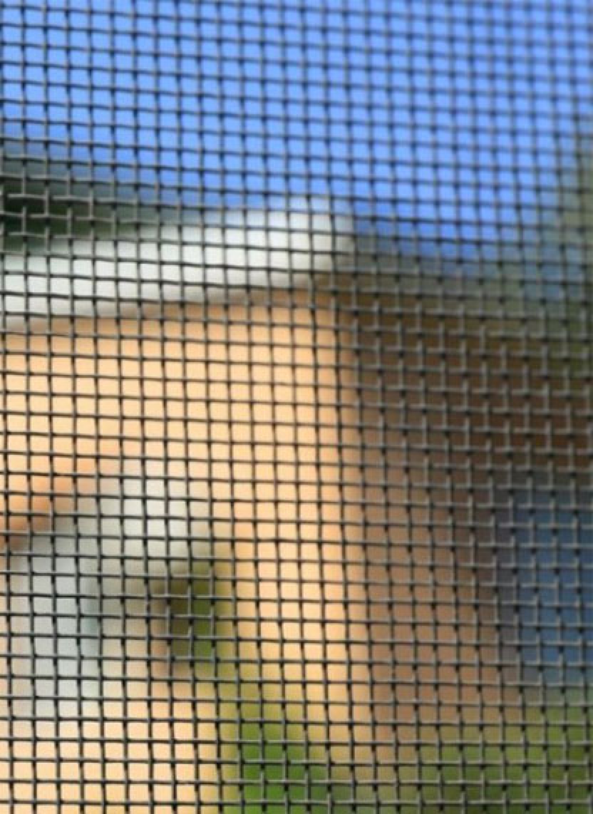 Mosquiteras - Mosquiteras enrollables